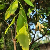 Cynometra cauliflora L.